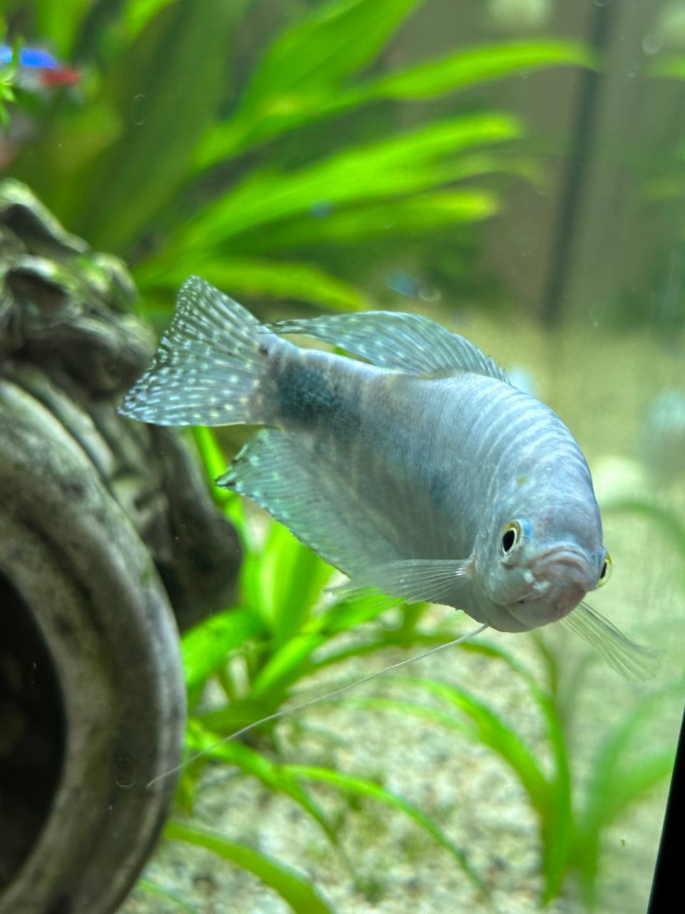 Fishkeeping